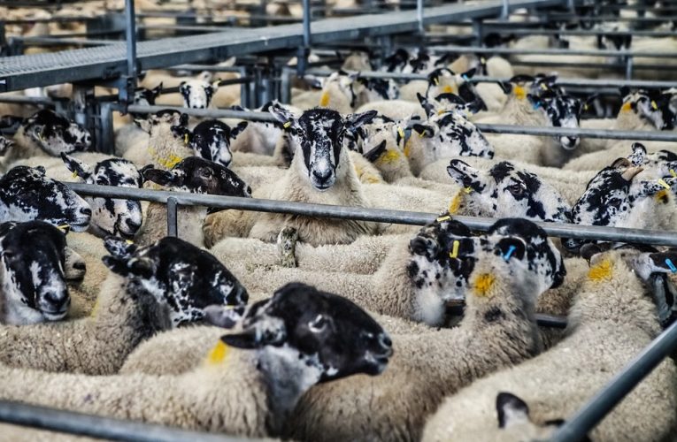 Qatar Government Moves to Stabilize Meat Prices