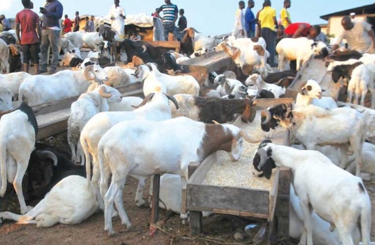Ibadan Muslims Raise Alarm Over Ram Prices Ahead of Eid
