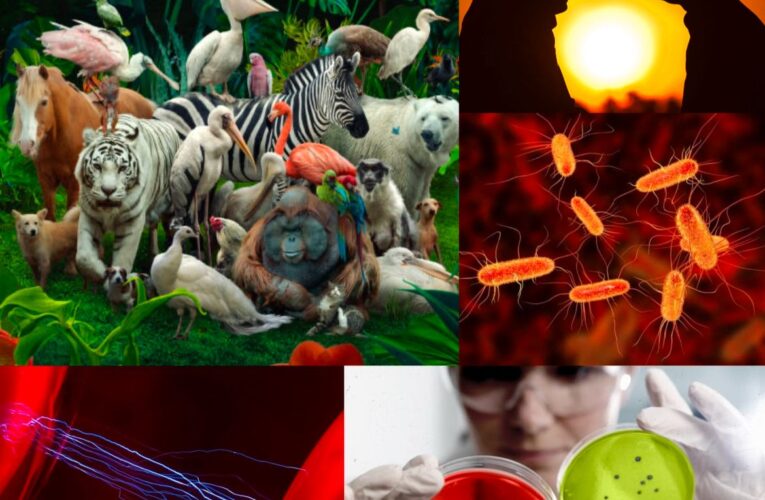 The Mystery of Pairs in Creation