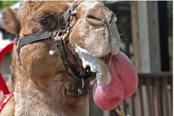 Mysteries of the Camel