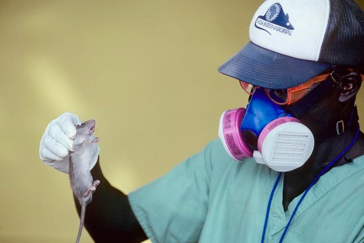 Nigeria’s Lassa Fever Death Toll Hits 252 as Cases Cross 1,000