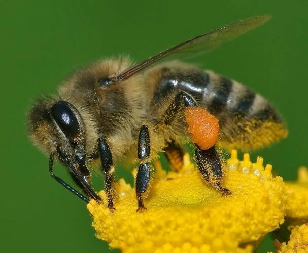 Apitherapy: How Honeybee Products Are Used in Traditional and Alternative Medicine
